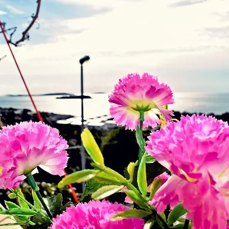 Neda Апартаменты